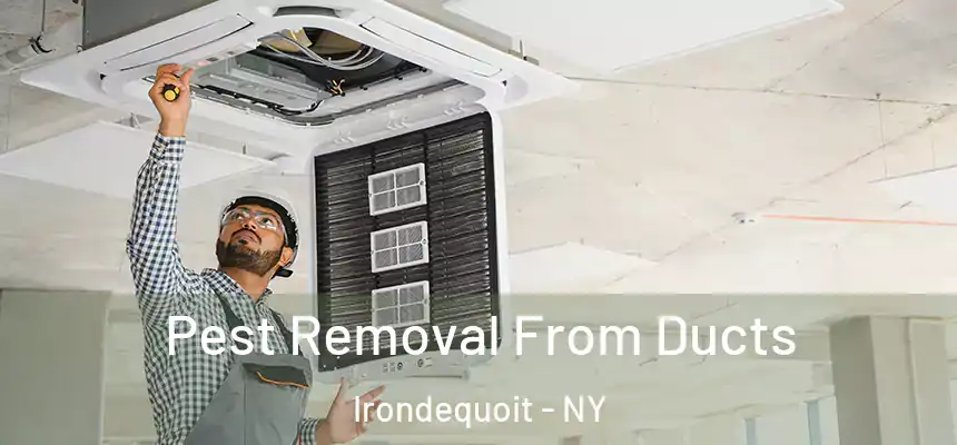 Pest Removal From Ducts Irondequoit - NY